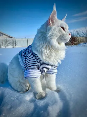 Красивые фото большого кота мейн-кун для вашего выбора
