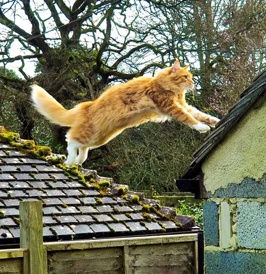 Большой кот мейн-кун: фотографии и изображения высокого качества