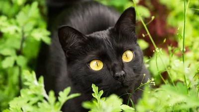Бомбейская кошка
