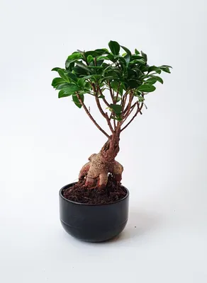Фикус Микрокарпа (Гинсенг) — миниатюрное дерево бонсай. Уход в домашних  условиях - Micro-Garden.ru