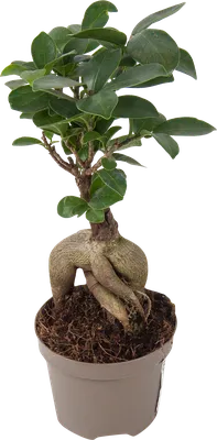 Фикус бонсай в керамическом кашпо / Ficus ginseng - Кошык Кветак