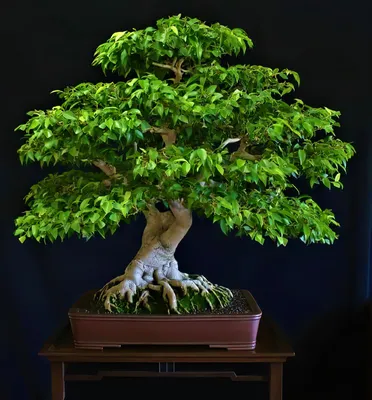 Купить дерево большой фикус бонсай «само совершенство»