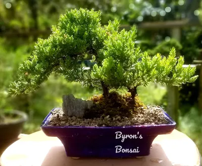 Ficus Microcarpa 'Green Gem' - One of a Kind Bonsai - Wigert's Bonsai