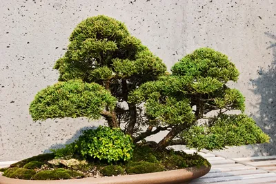 Juniper Bonsai Tree
