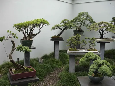 David Easterbrook Bonsai