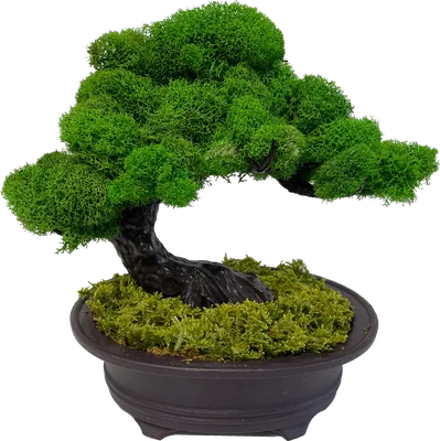 Ficus Microcarpa 'Green Gem' - One of a Kind Bonsai - Wigert's Bonsai