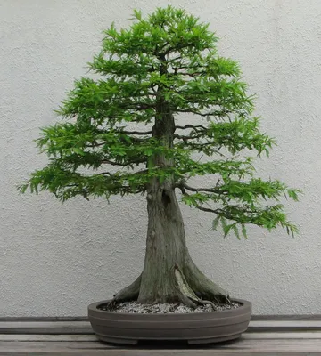 Bonsai Japanese Juniper Bonsai Tree in a Black or Blue Glazed Ceramic Pot.  - Etsy
