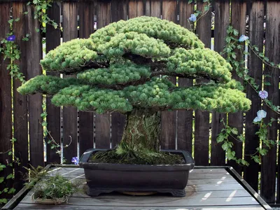 Bonsai tree stolen in Japan: Owners hope 400-year-old tree is watered