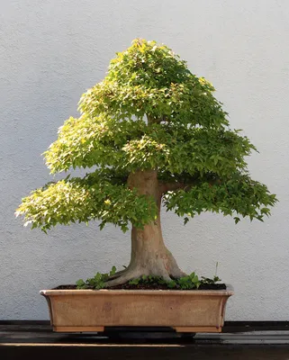 Live Moss Bonsai Tree – Moss Acres