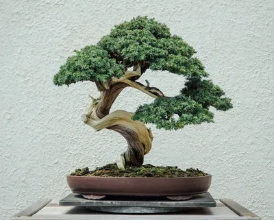 Ficus Microcarpa - One of a Kind Bonsai - Wigert's Bonsai