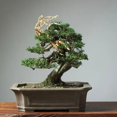 This Bonsai Survived Hiroshima But Its Story Was Nearly Lost