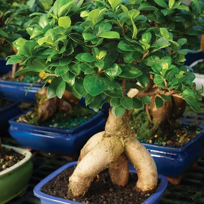 Juniper Bonsai | 1800Flowers.com - 1822