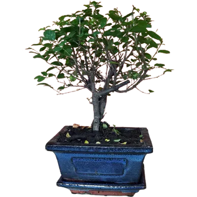 Bonsai cultivation and care - Wikipedia