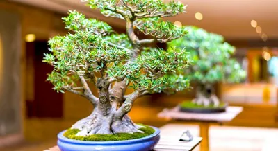 Bonsai techniques: Jin (神) and Shari (舎利) Blog Article II Wazakura –  Wazakura Japan
