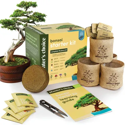 Ficus Green Island - One of a Kind Bonsai - Wigert's Bonsai