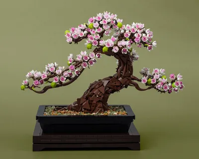 Bonsaify | Guide to Juniper Bonsai Tree Care