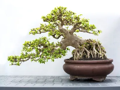 Bonsai trees helped me through depression and anxiety during the pandemic -  Vox