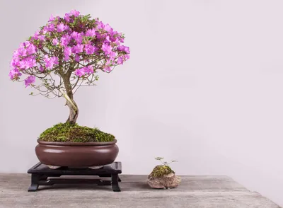 Ginseng Grafted Ficus (Microcarpa) Indoor Bonsai 8-12\" - Brussel's Bonsai