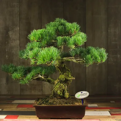 Mastering the Art of Bonsai - BrickNerd - All things LEGO and the LEGO fan  community