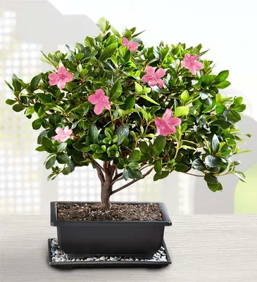 Wazakura Japan Blog II Essential Bonsai Styles and Shapes Part Two