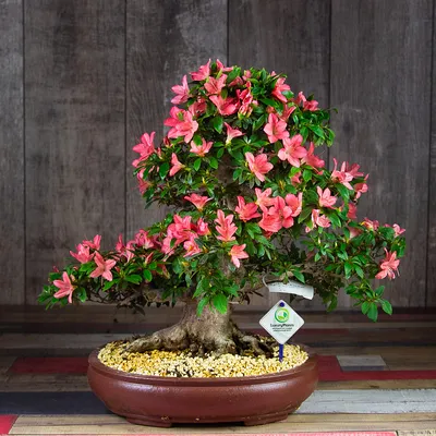 Flowering Bonsai Trees – Care Guide | Bonsai 2 U Blog