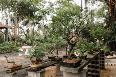 Japanese Juniper Bonsai Tree at From You Flowers