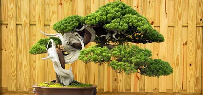 Azalea Bonsai | 1800Flowers.com - 18201