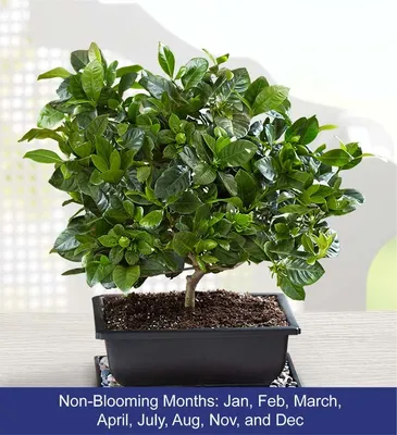 Bonsai Tree Bundle | Collection of 5 Seedlings – SequoiaTrees.com