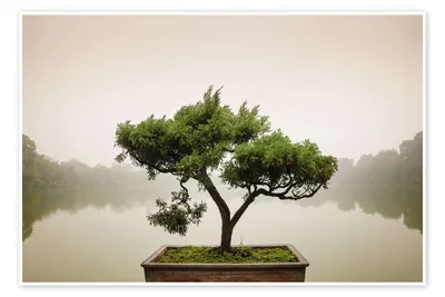 Green Island Ficus - One of a Kind Bonsai - Wigert's Bonsai