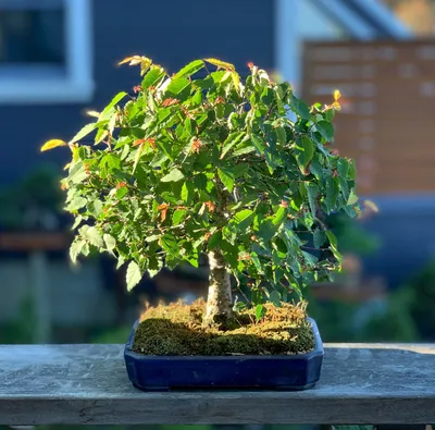 Guide To Juniper Bonsai Care: Mastering The Art
