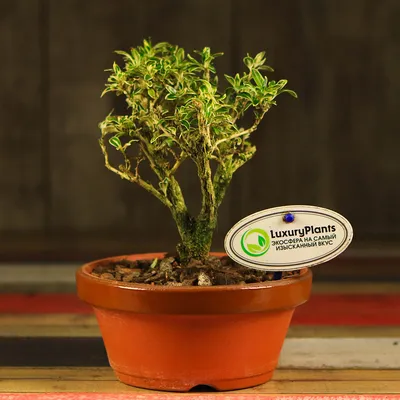 Tanuki Bonsai - Bonsai Tree (Pty) Ltd.