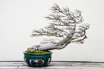 The Art of Growing Bonsai Trees