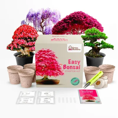 An Introduction to Bonsai – Portland Japanese Garden