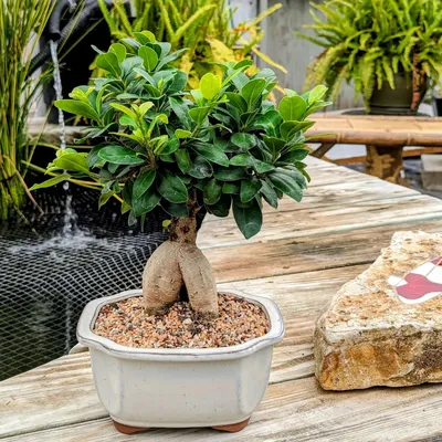 16 Common Bonsai Tree Species to Grow