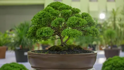 Comforting Gardenia Bonsai | 1800Flowers.com - 18971
