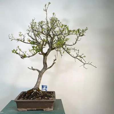 Japanese bonsai in zen garden print by Editors Choice | Posterlounge