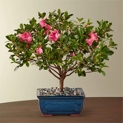 Bonsaify | Can any tree be a bonsai?