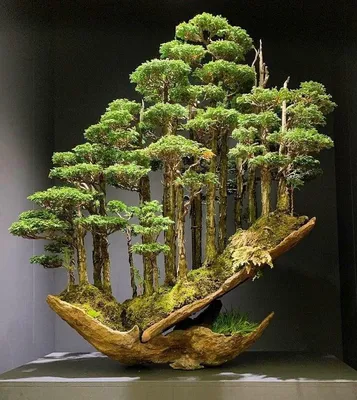 Bonsai trees symbolize U.S.-Japan friendship | ShareAmerica