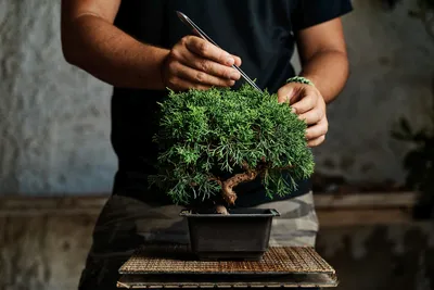 Amazon.com: Grow Your Own Bonsai Tree kit | Easily Grow 4 Types of Bonsai  Tree with Our Complete Beginner Friendly Bonsai Starter kit | Bonzai Tree |  Christmas Gift Set for Plant