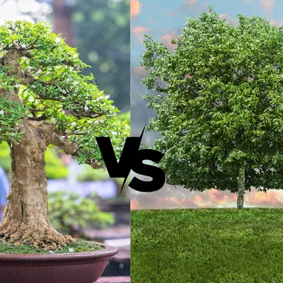 Ginseng Grafted Ficus (Indoor)