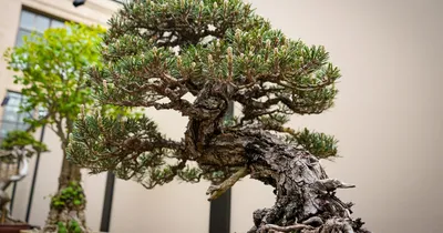 How to Take Care of Bonsai Trees - Homegrown Garden