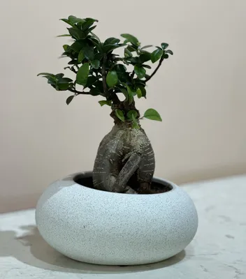 The Notorious Live Oak Question - Underhill Bonsai