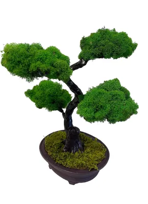 Azalea Bonsai