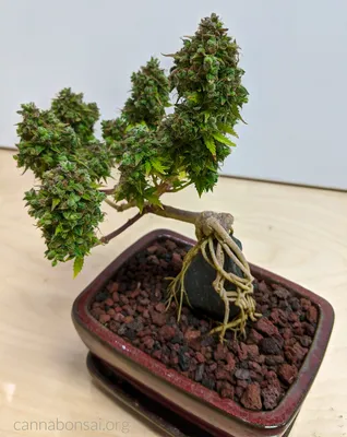 Baldcypress #1 Bonsai Tree – Bella Bonsai Nursery