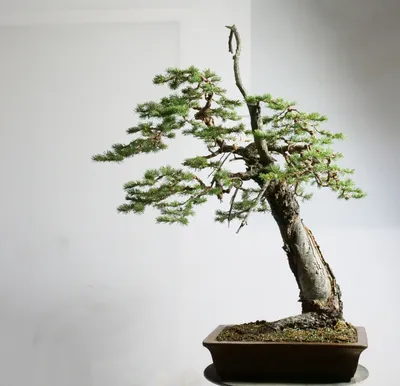 A Japanese Bonsai tree that looks like a forest ($16,000) : r/Miniworlds