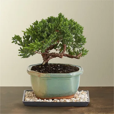 5 Bonsai Trees You Can Grow at Home
