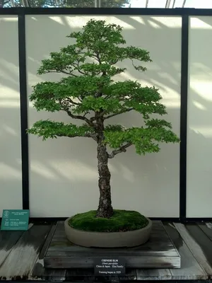 10 Types of Bonsai Trees for Beginners