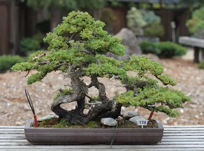 Leaf Pruning, Cutting, Thinning: Bonsai Tree Care Blog II Wazakura Japan