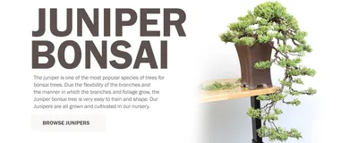 Little Jade Bonsai (@littlejadebonsai) • Instagram photos and videos