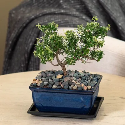 Our 3-Step Guide to Bonsai Gardening and Keeping Your Plant Alive